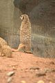 leipzig zoo-01_07_2011_zoo_allgemein_298